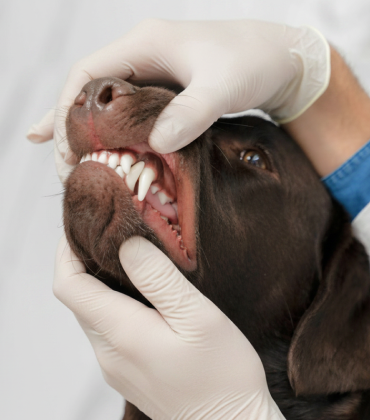 Odontologia